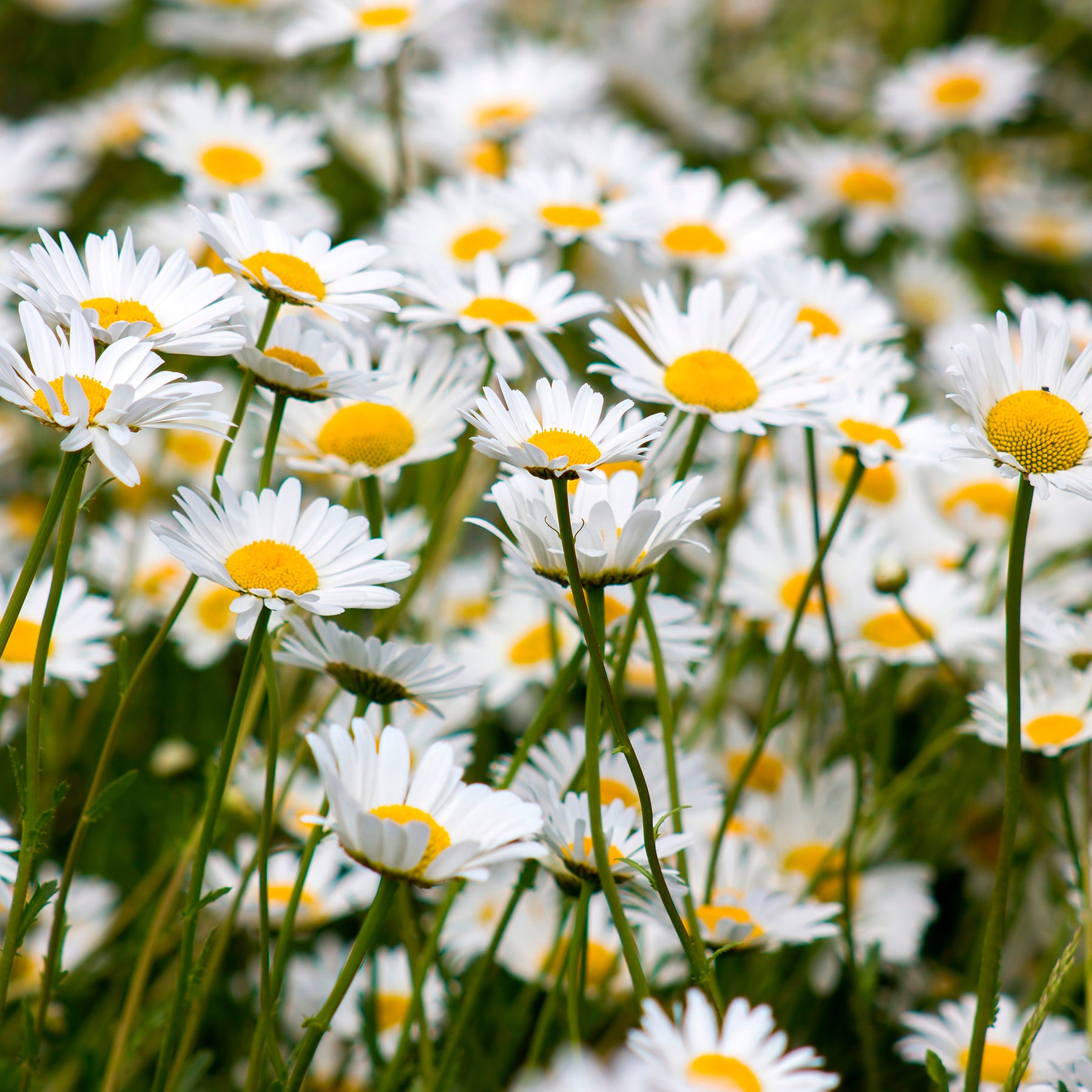 Vente Marguerite commune - Leucanthemum vulgare