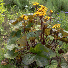 Ligulaire dentée - Ligularia dentata - Willemse