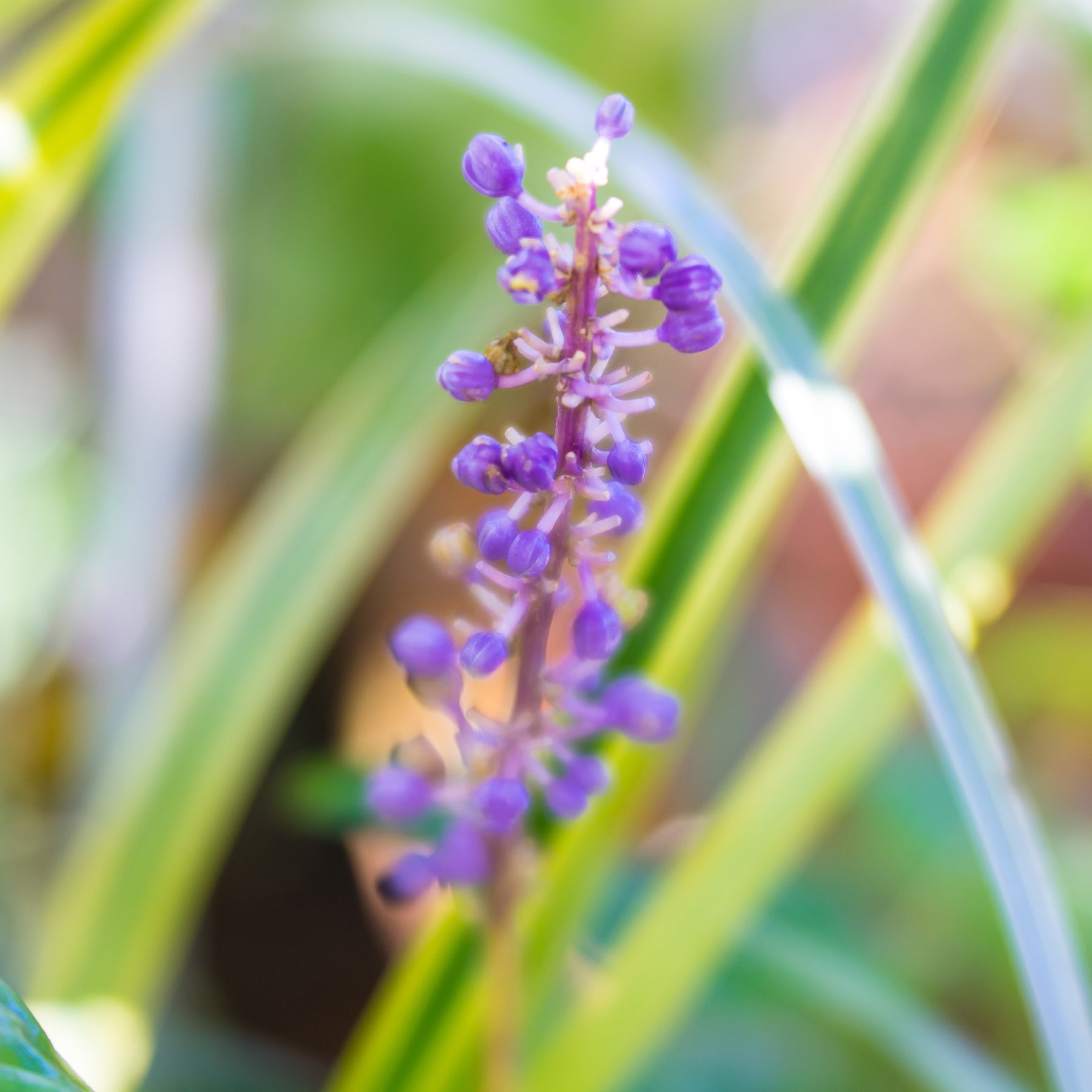 Liriope muscari Gold Banded - Liriope muscari Gold Banded - Liriope