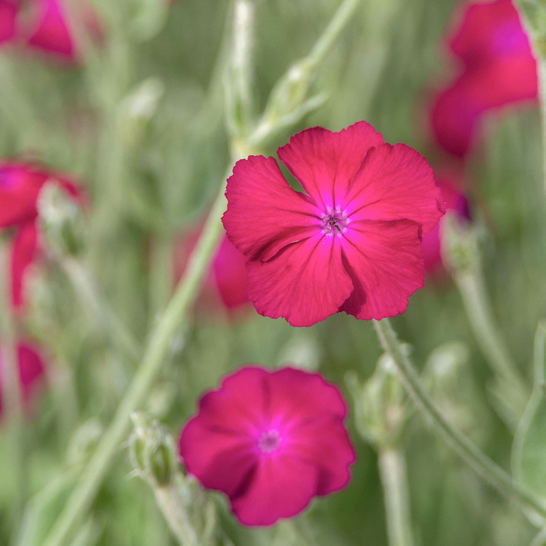 Coquelourde des jardins Atrosanguinea - Lychnis coronaria atrosanguinea - Willemse