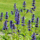 Nepeta kubanica - Willemse