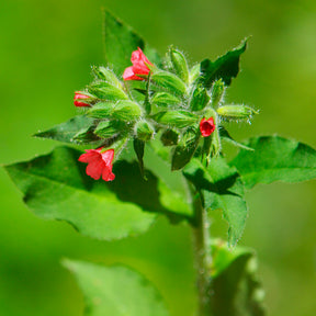 Pulmonaria rubra - Pulmonaire rouge - Pulmonaire
