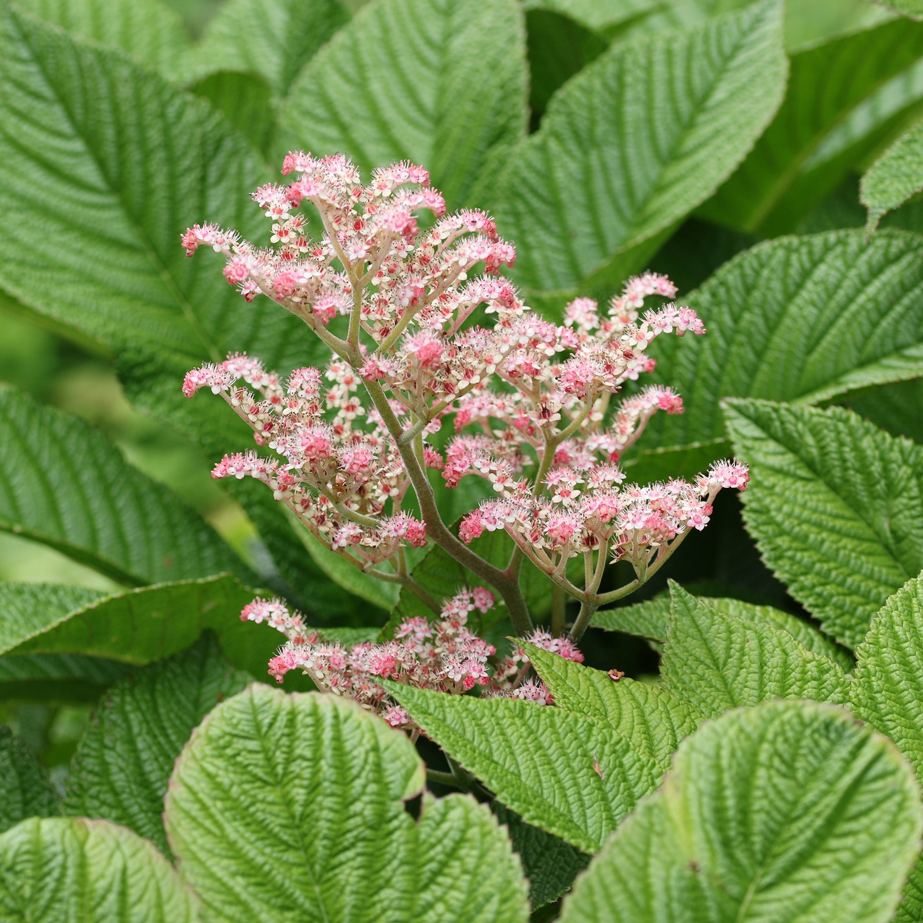 Rodgersia henrici - Rodgersia henrici - Willemse