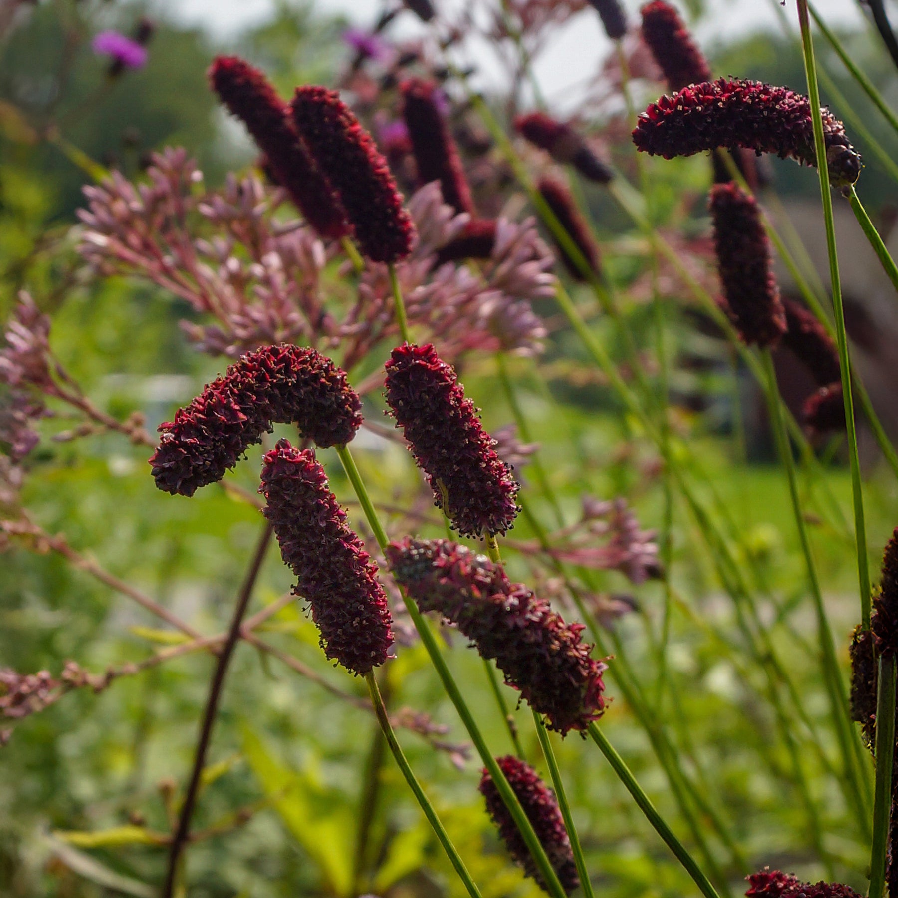 Vente Pimprenelle à fines feuilles pourpre - Sanguisorbe - Sanguisorba tenuifolia Purpurea