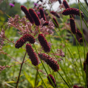 Vente Pimprenelle à fines feuilles pourpre - Sanguisorbe - Sanguisorba tenuifolia Purpurea