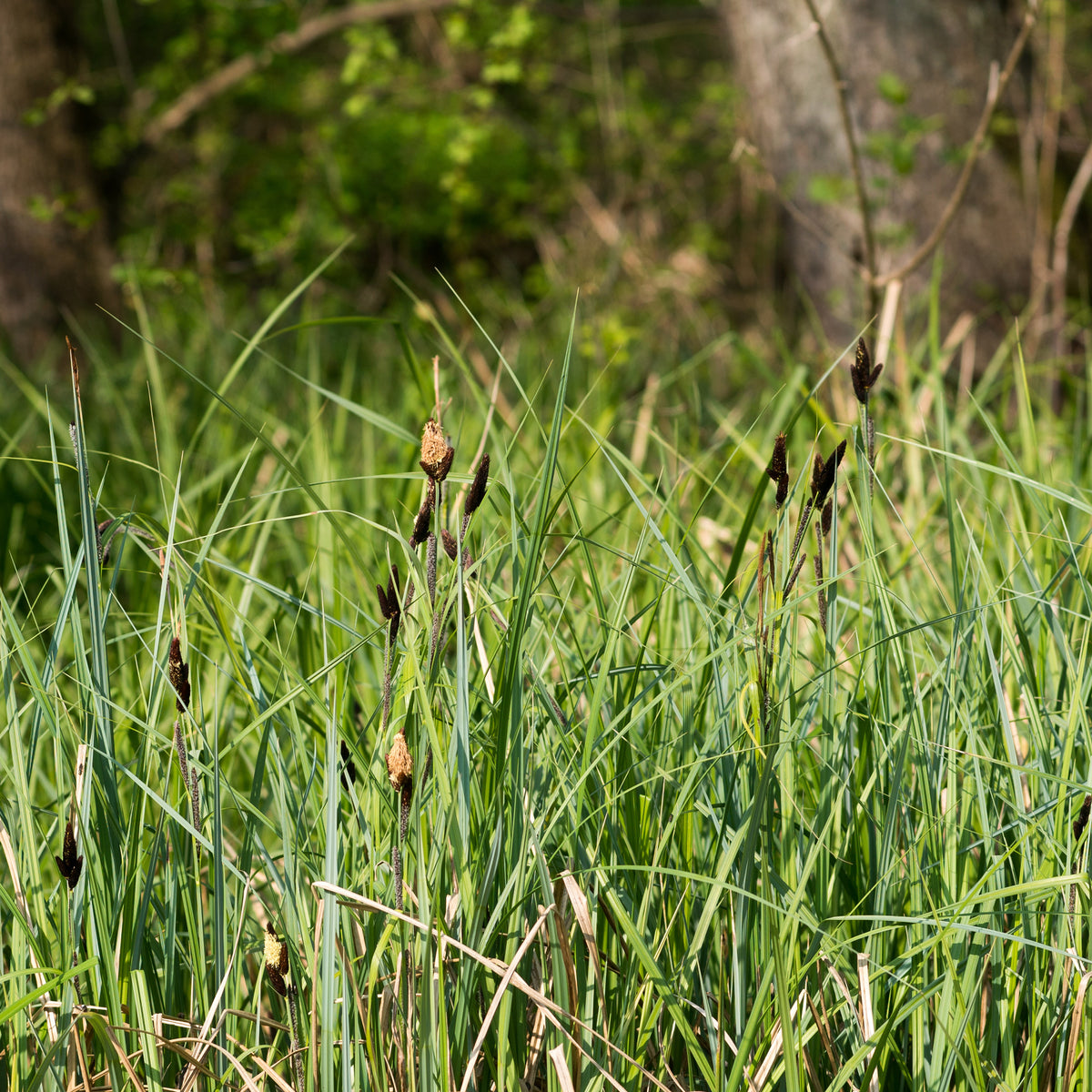 Laîche des marais - Willemse