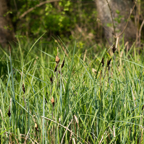 Laîche des marais - Willemse