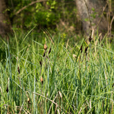 Laîche des marais - Carex