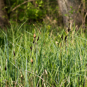Laîche des marais - Carex