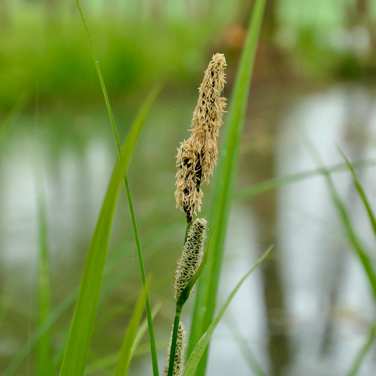 Laîche des marais - Carex acutiformis - Willemse