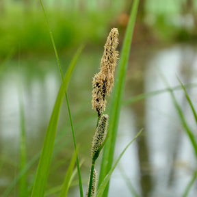 Laîche des marais - Carex acutiformis - Willemse