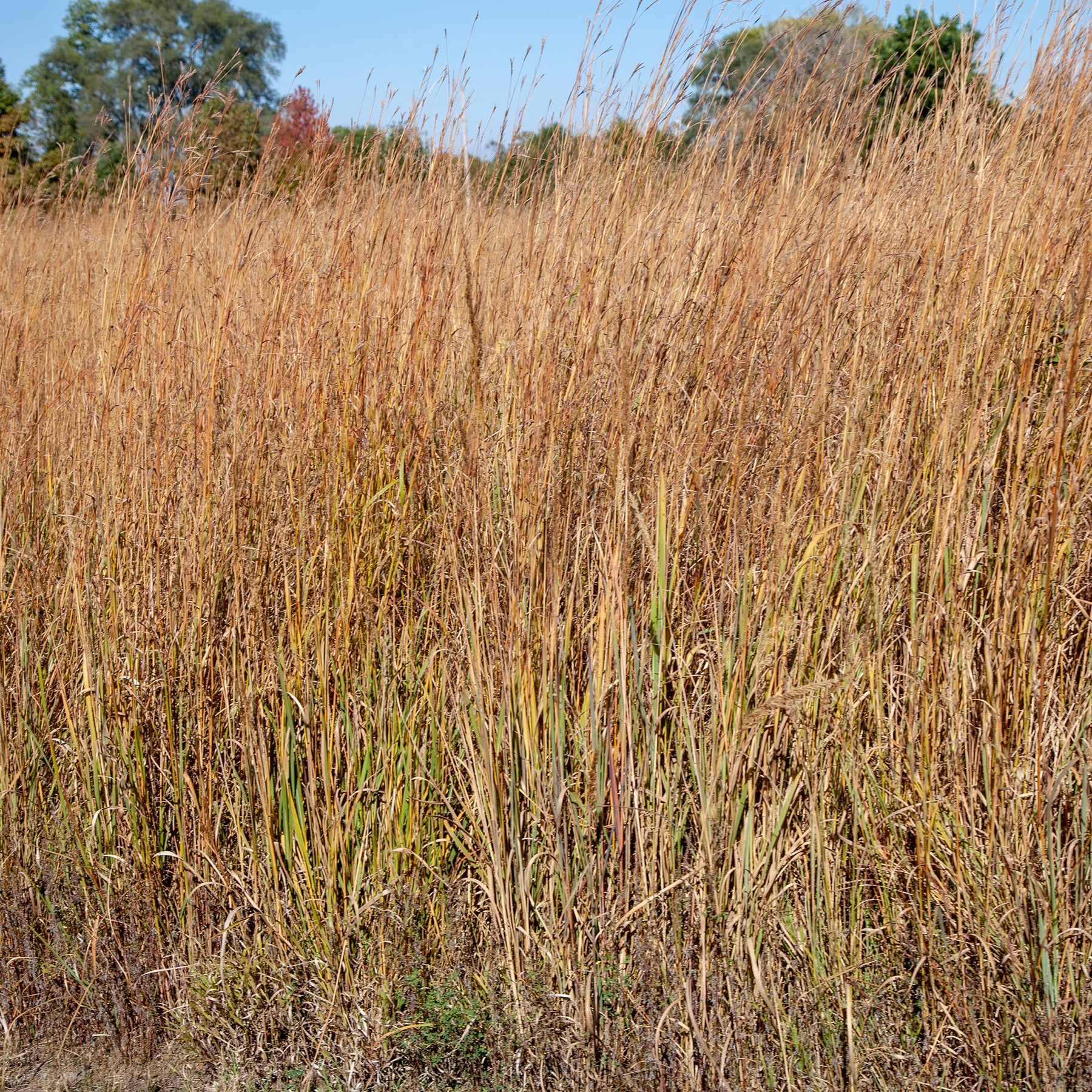 Andropogon Wildwest - Schizachyrium scoparium Wildwest - Willemse