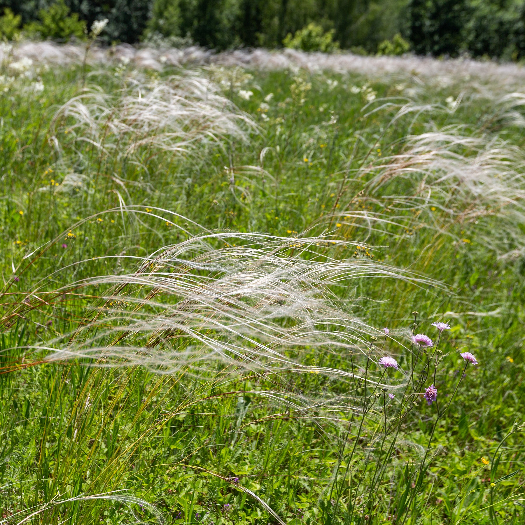 Stipe admirable - Stipa pulcherrima - Willemse