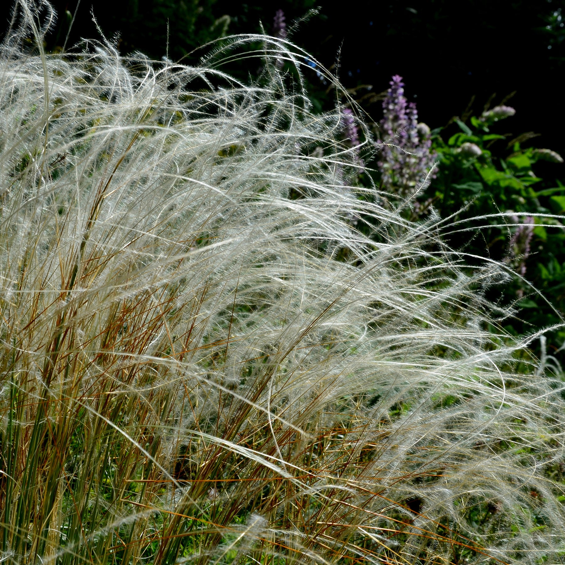 Stipa pulcherrima - Stipe admirable - Stipe - Stipa