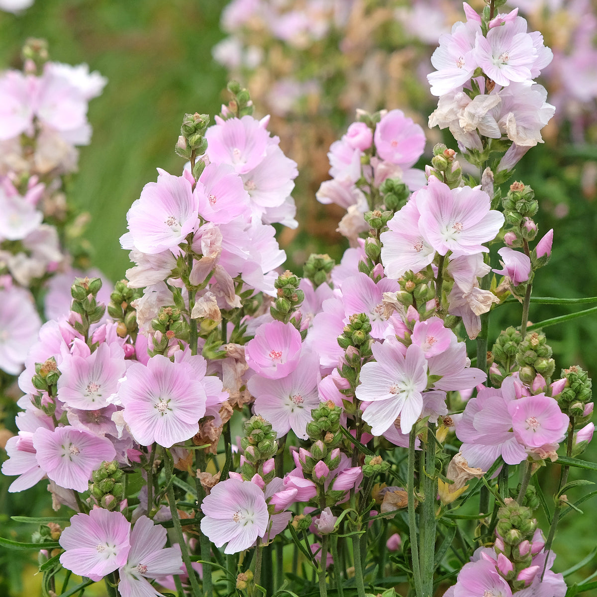 Sidalcée Little Princess - Sidalcea Little Princess - Willemse