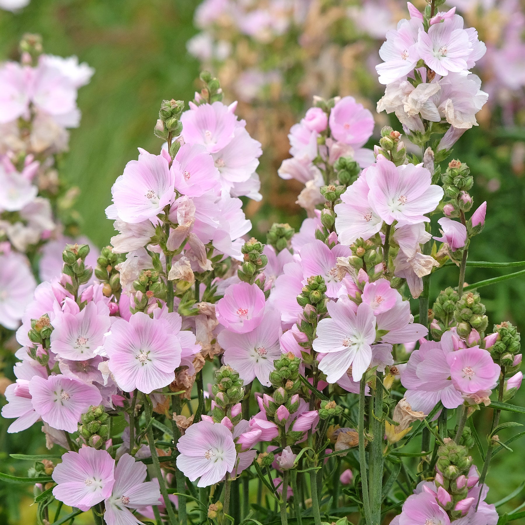 Sidalcée Little Princess - Sidalcea Little Princess - Willemse