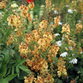 Molène Honey Dijon