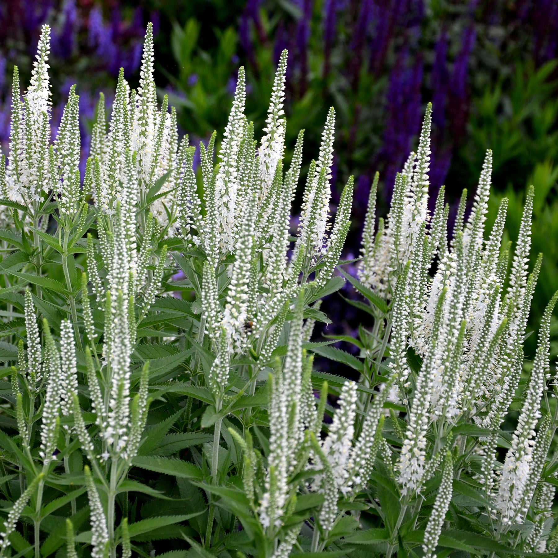 Veronica spicata alba - Véronique en épis blanche - Véronique
