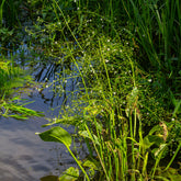 Plantain d'eau lancéolé - Willemse