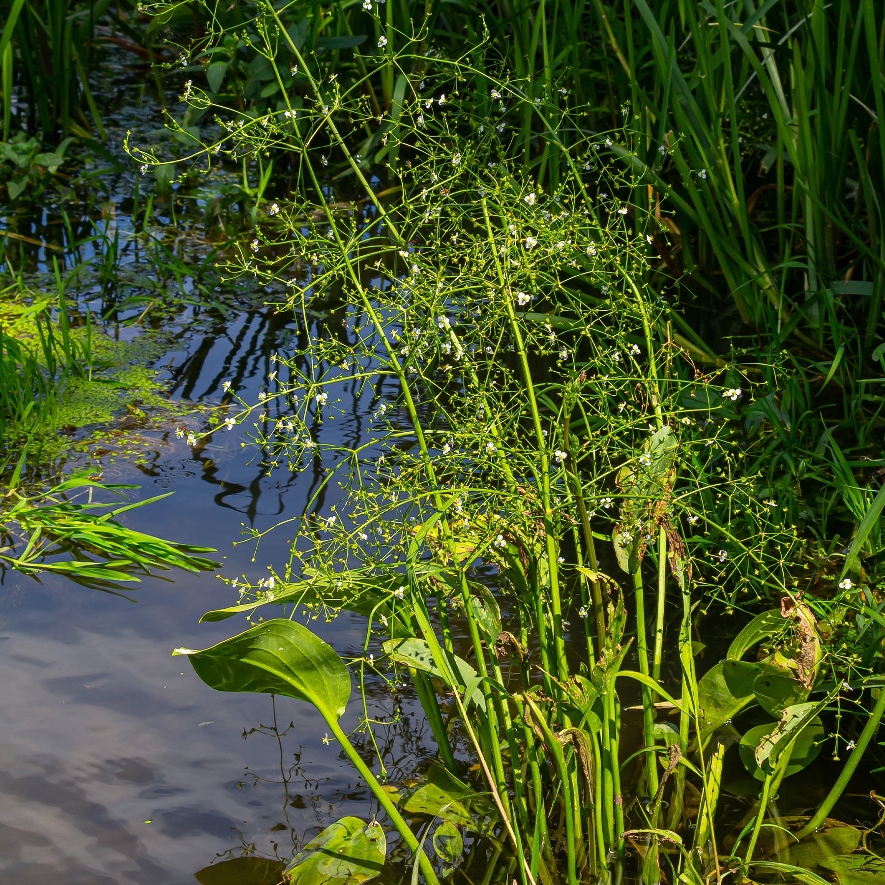 Plantain d'eau lancéolé - Willemse