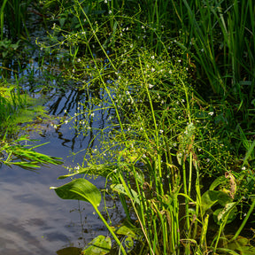 Plantain d'eau lancéolé - Willemse