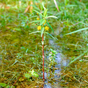 Lysimaque à fleurs en thyrse - Lysimachia thyrsiflora - Willemse