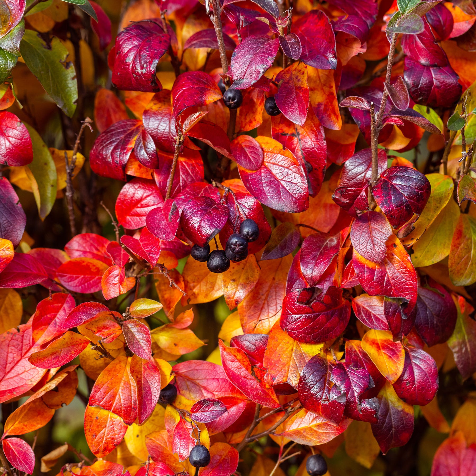 Aronia melanocarpa - Aronia à fruits noirs - Aronia