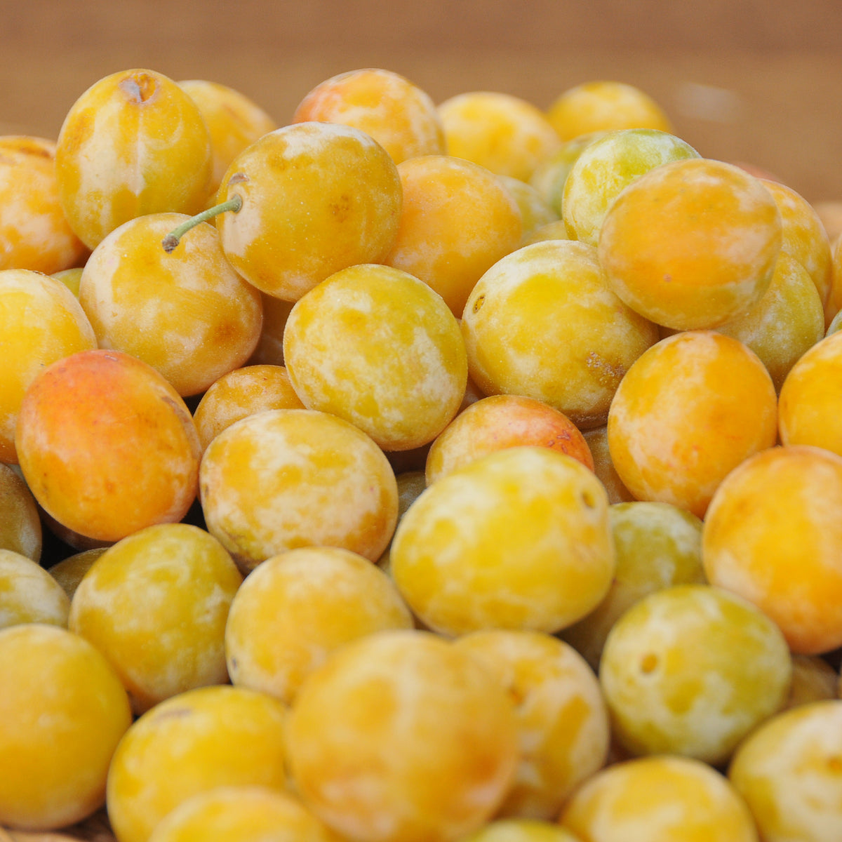 Prunier Reine-Claude d’Oullins - Prunus domestica Reine-Claude d'Oullins - Willemse