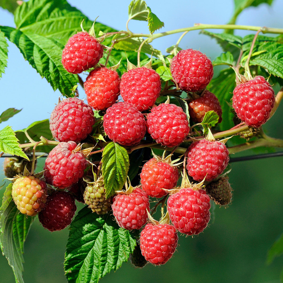 Framboisier remontant Autumn First - Rubus idaeus Autumn First - Willemse
