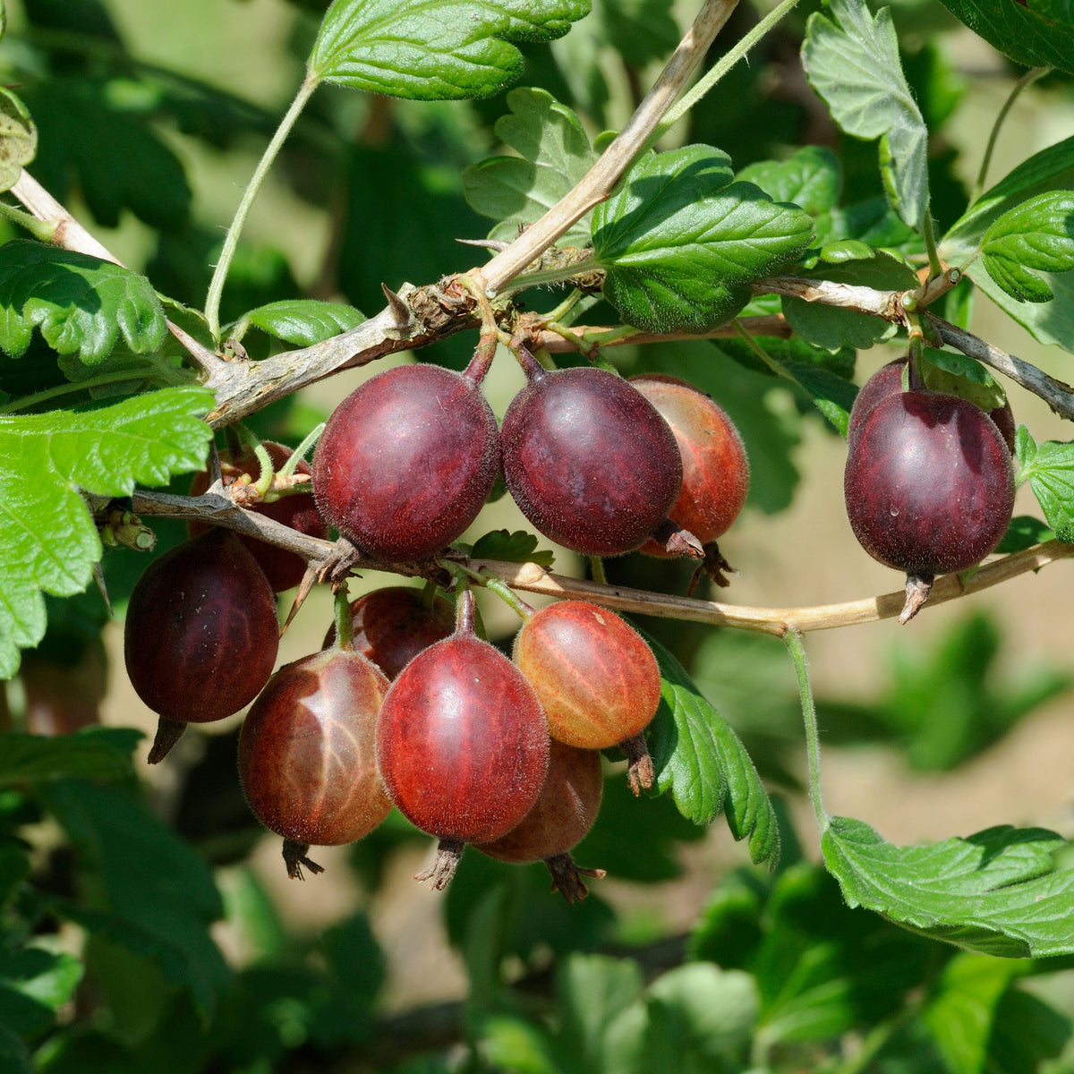 Groseillier à maquereaux Captivator - Ribes uva-crispa Captivator - Willemse