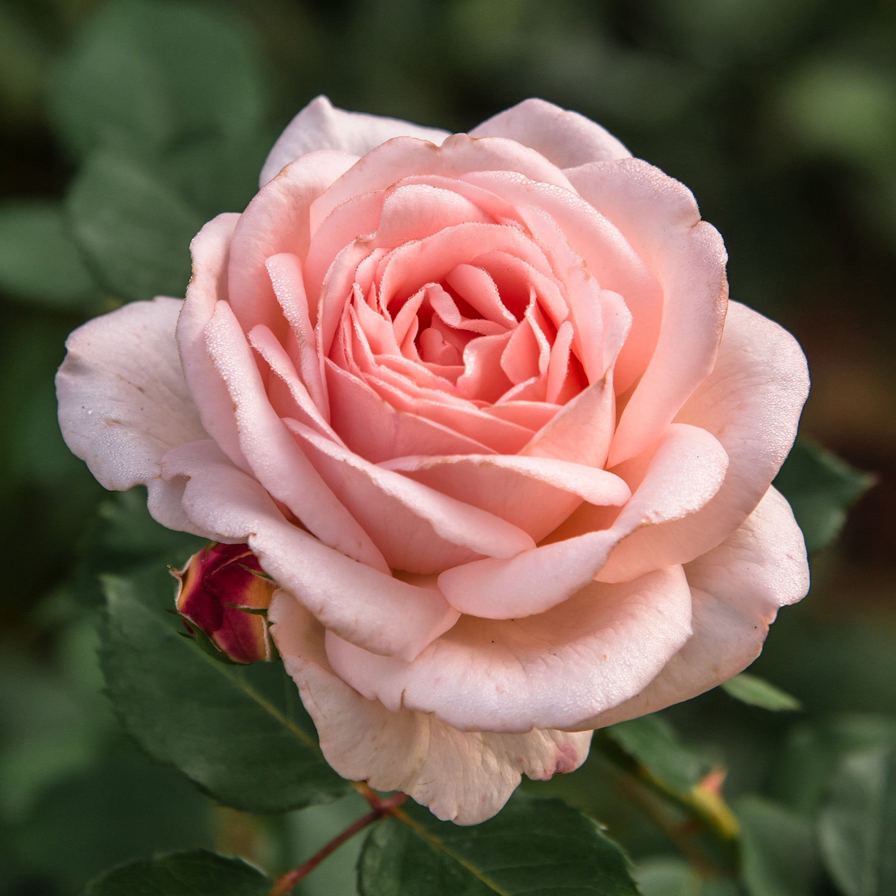 Rosier  Clair™Renaissance ® - Willemse
