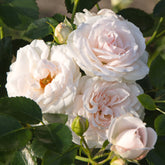 Rosier  Aspirin Rose ® - Willemse