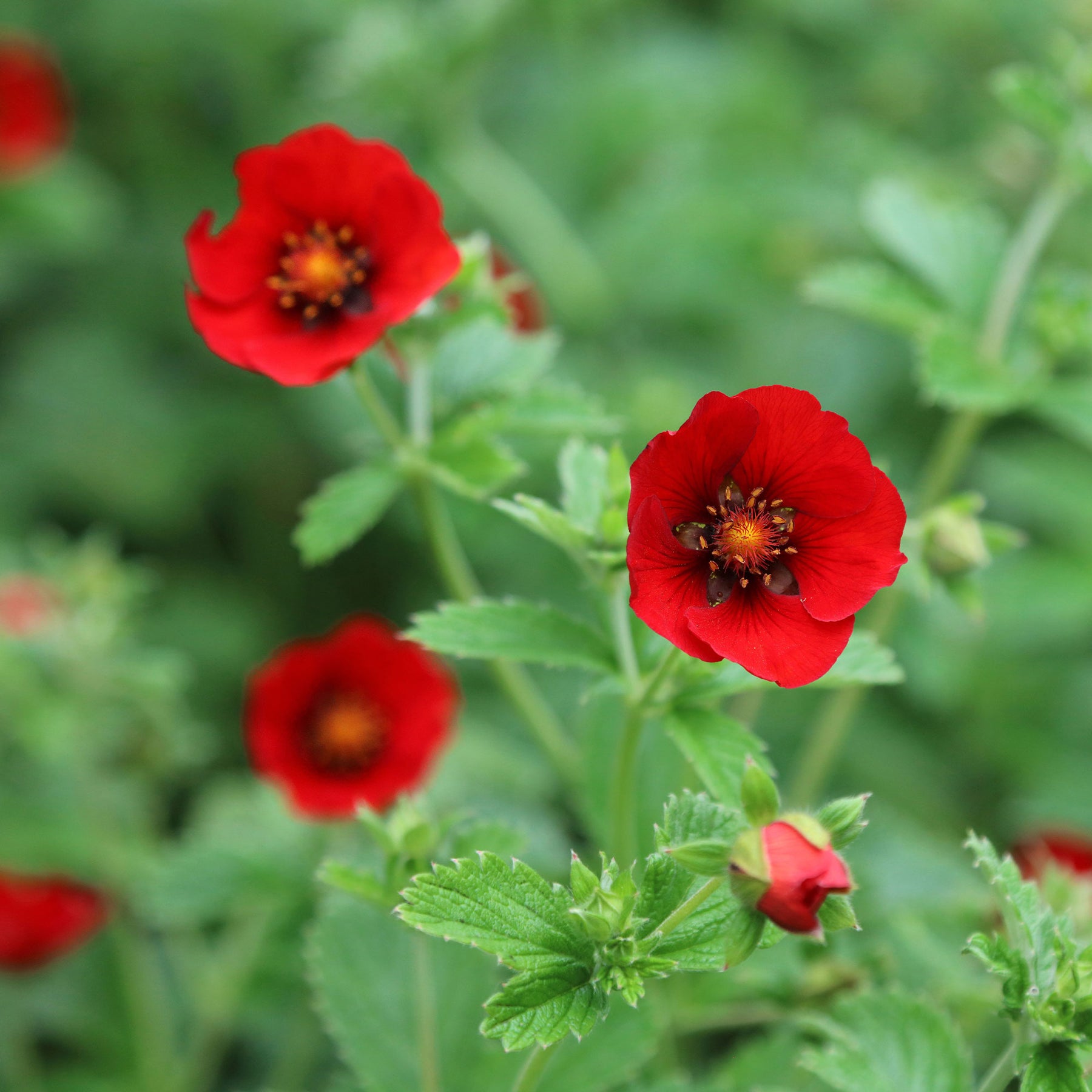 Potentille sanguine - Potentilla atrosanguinea - Willemse