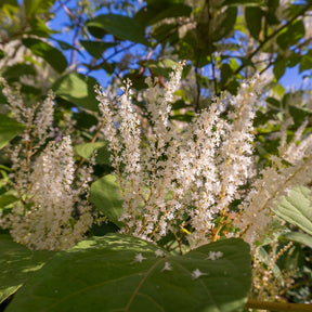 Itéa de Virginie Henrys Garnet - Itea virginica Henry's Garnet - Willemse