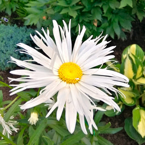 3 Marguerites d'été Old Court - Leucanthemum x superbum old court - Willemse