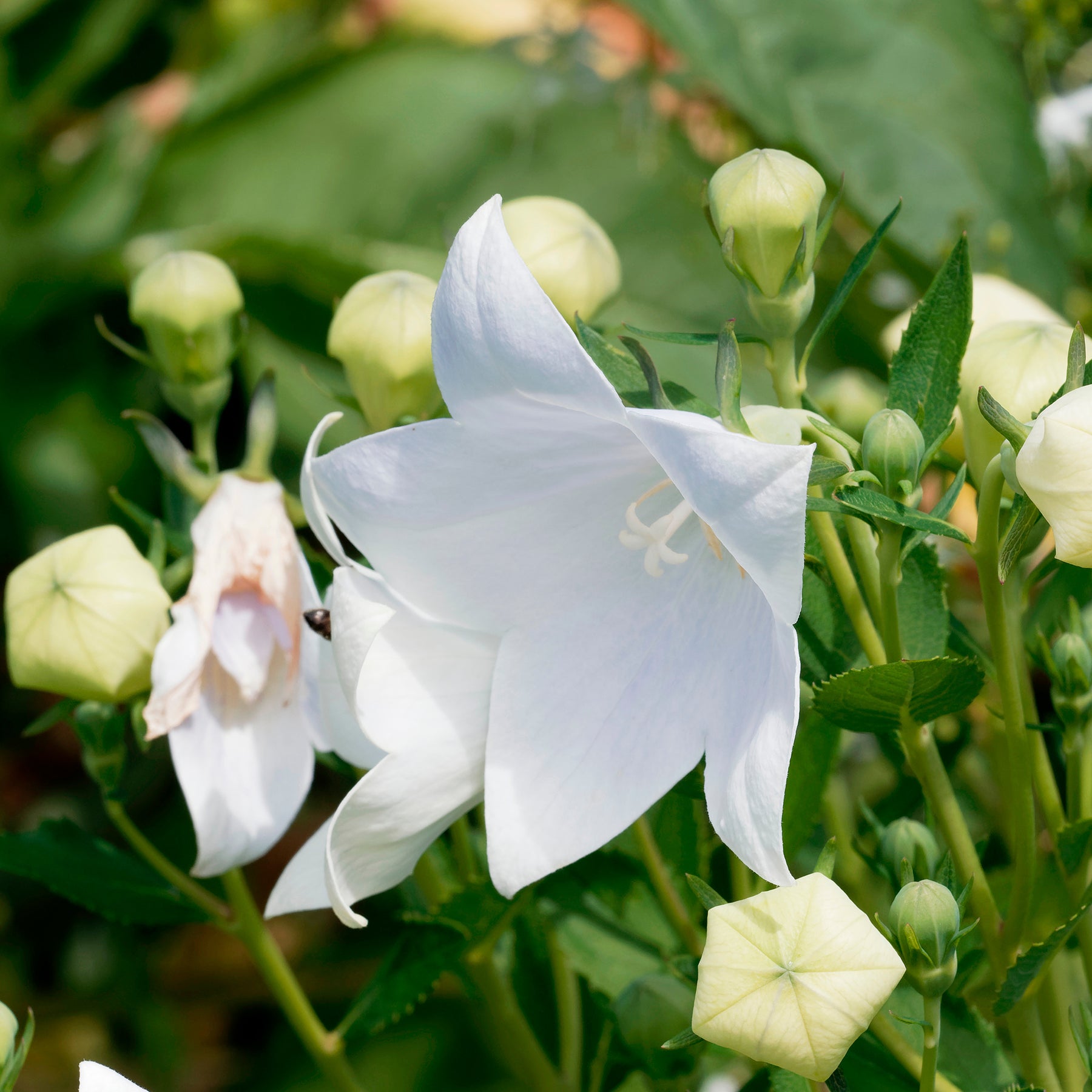 Platycodon à grandes fleurs 'Albus'