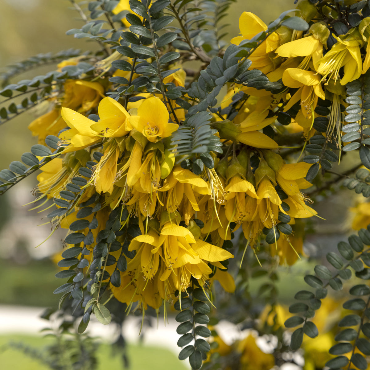 Sophora à petites feuilles 'Sun King' - Sophora microphylla Sun King - Willemse