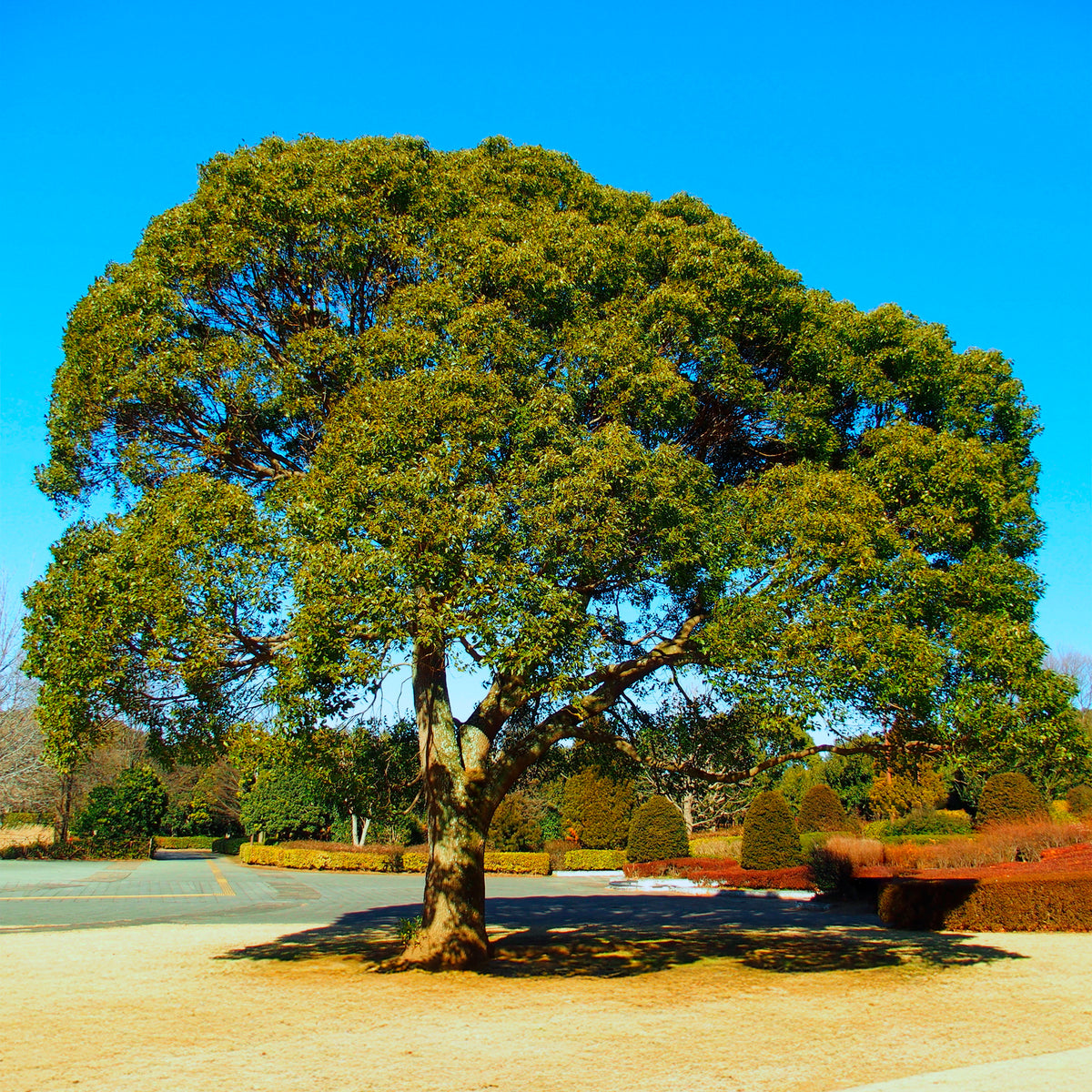 Camphrier - Cinnamomum camphora - Willemse