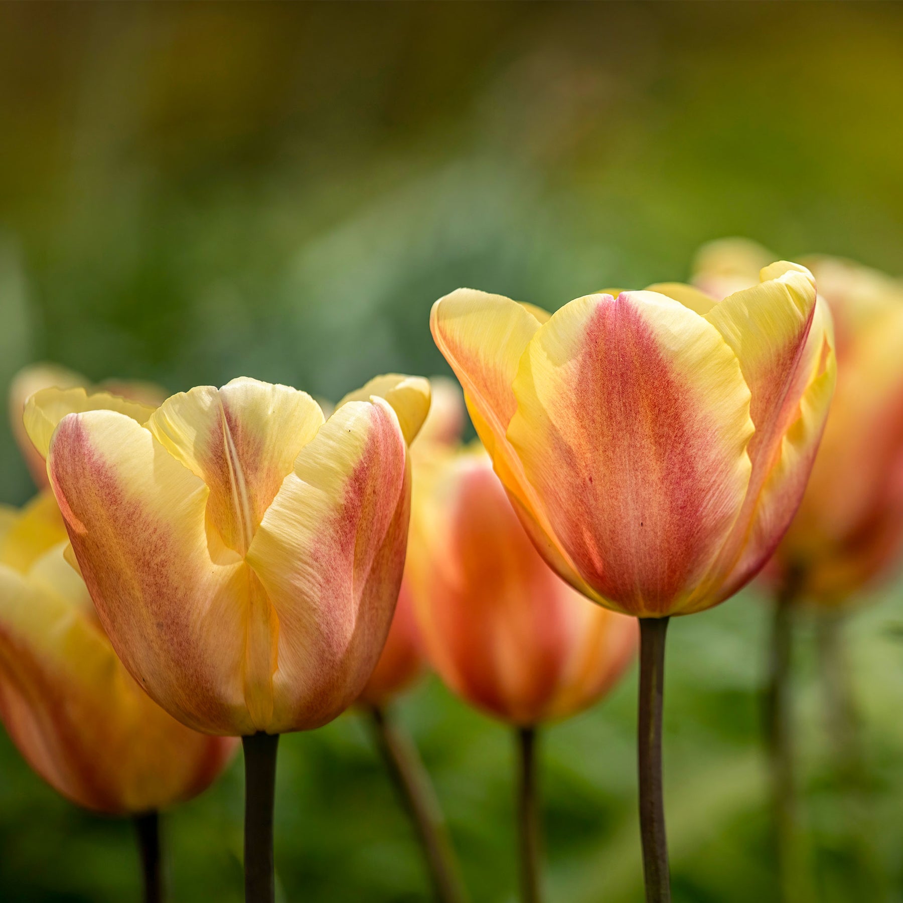 Tulipa 'apricot foxx' - 10 Tulipes Triomphe Apricot Foxx - Tulipe