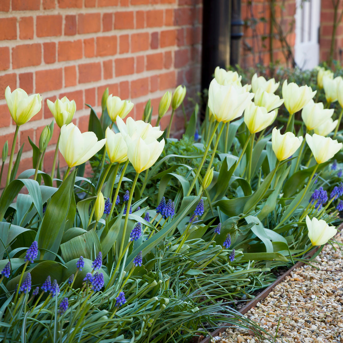 10 Tulipes Fosteriana Purissima - Tulipa purissima - Willemse
