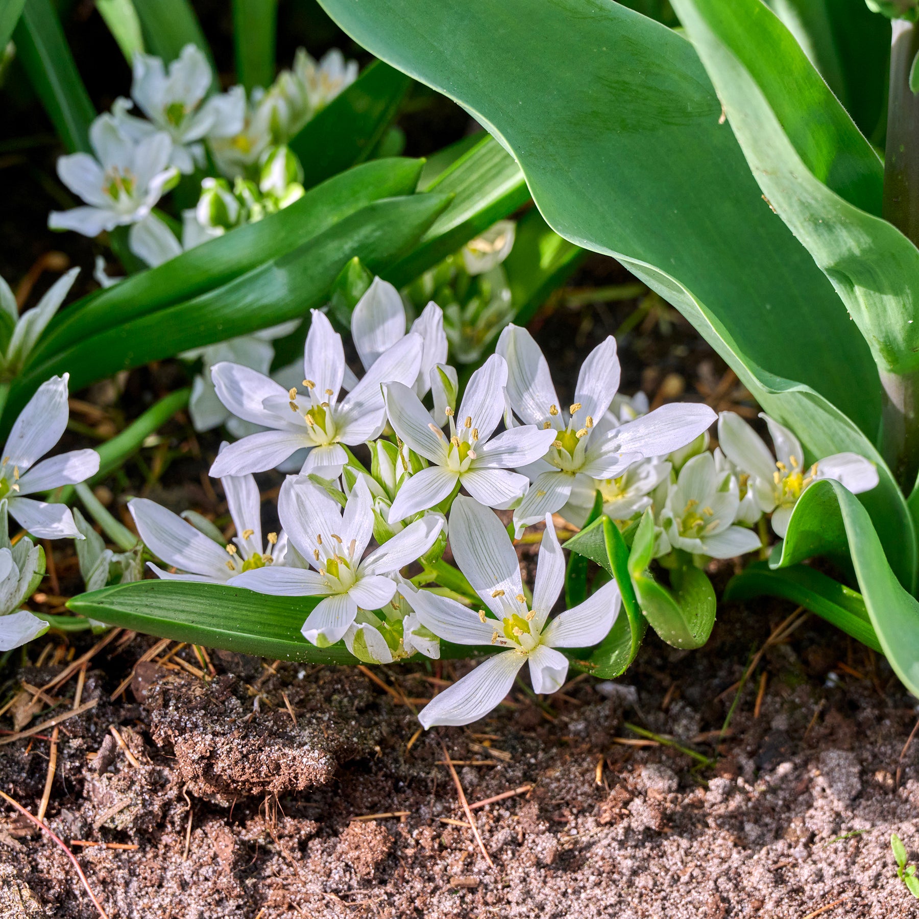 Vente 10 Crocus Ard Schenk - Crocus Ard Schenk