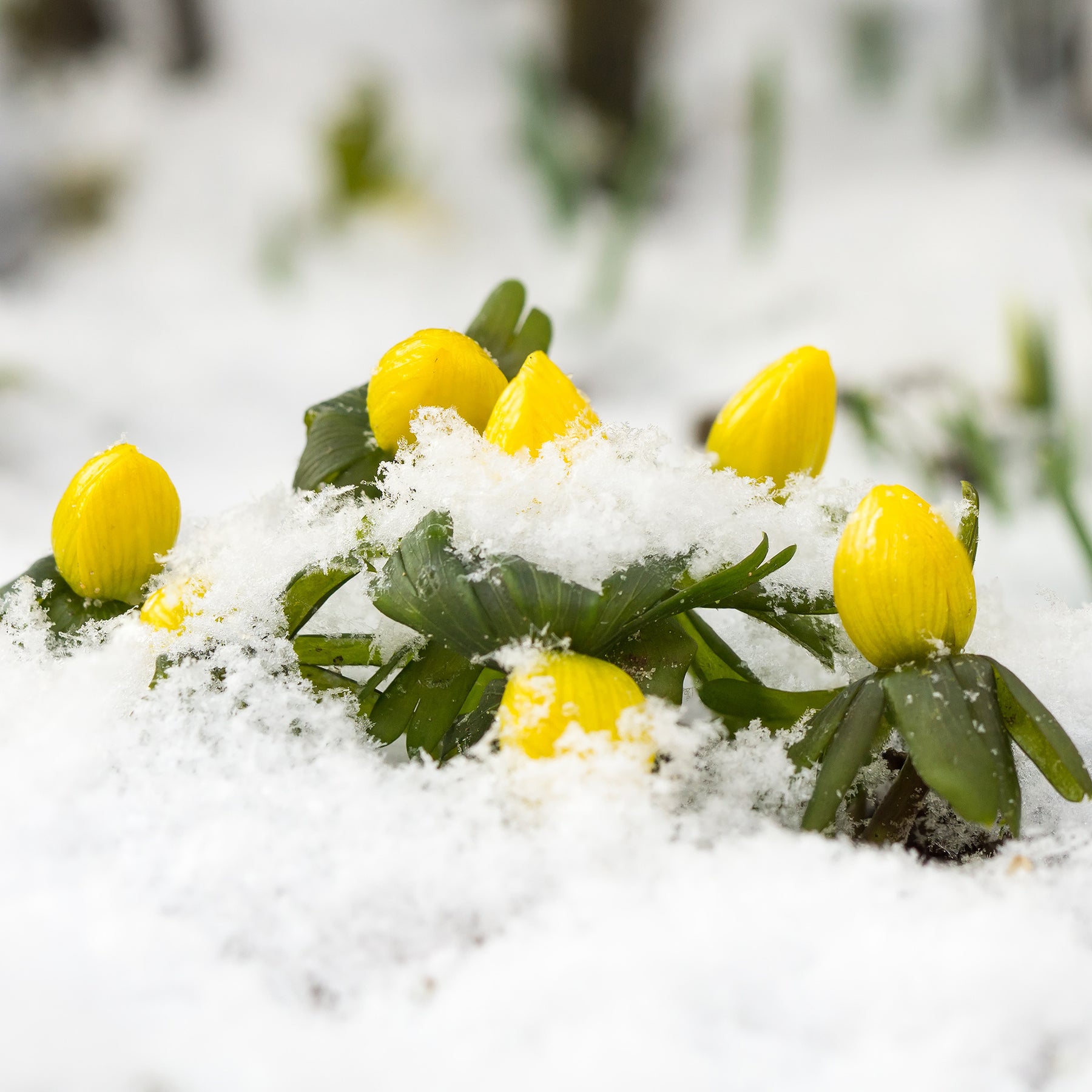 Bulbes à floraison printanière - 10 Helléborines - Eranthis hyemalis