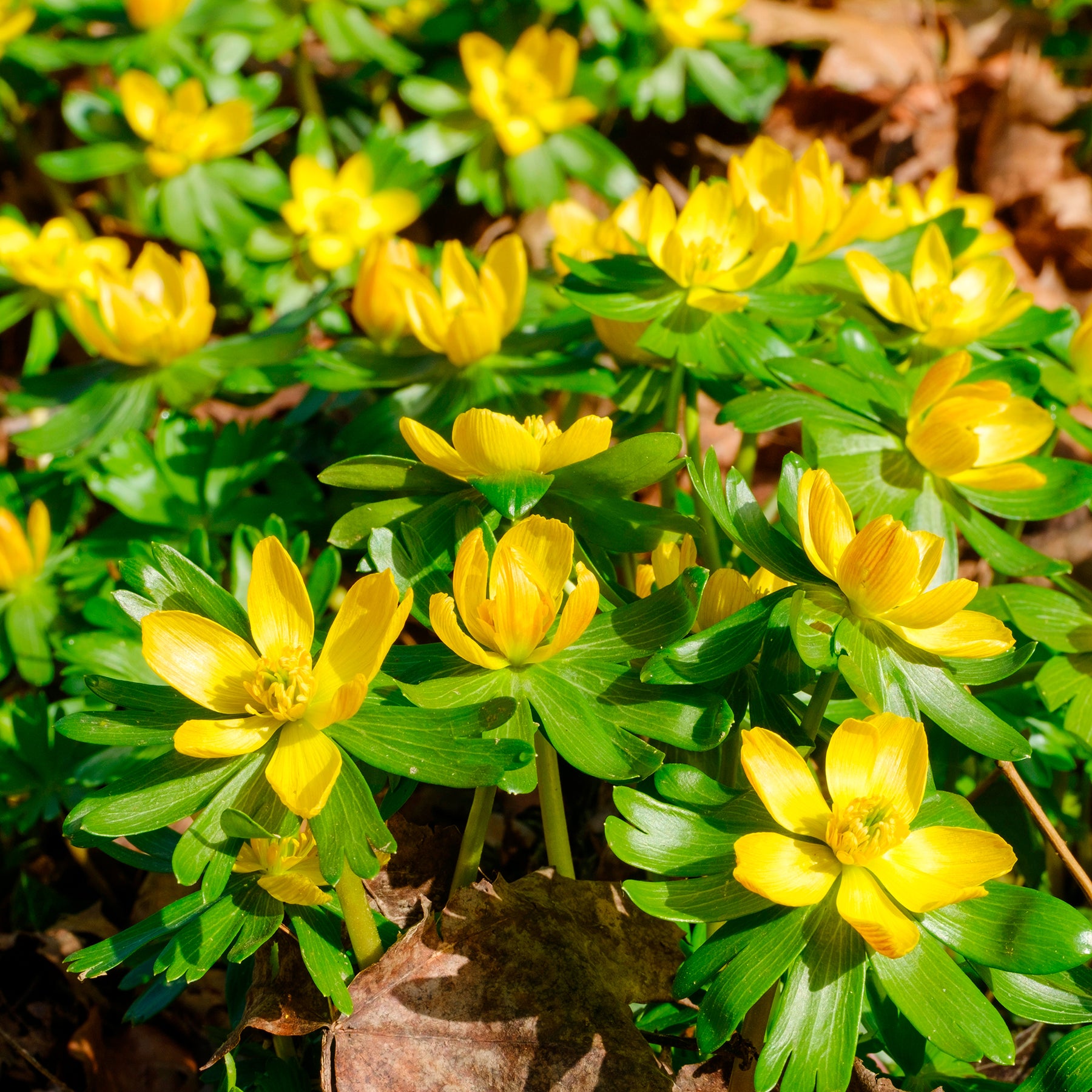 Vente 10 Helléborines