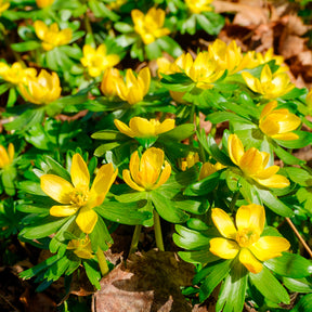 Vente 10 Helléborines