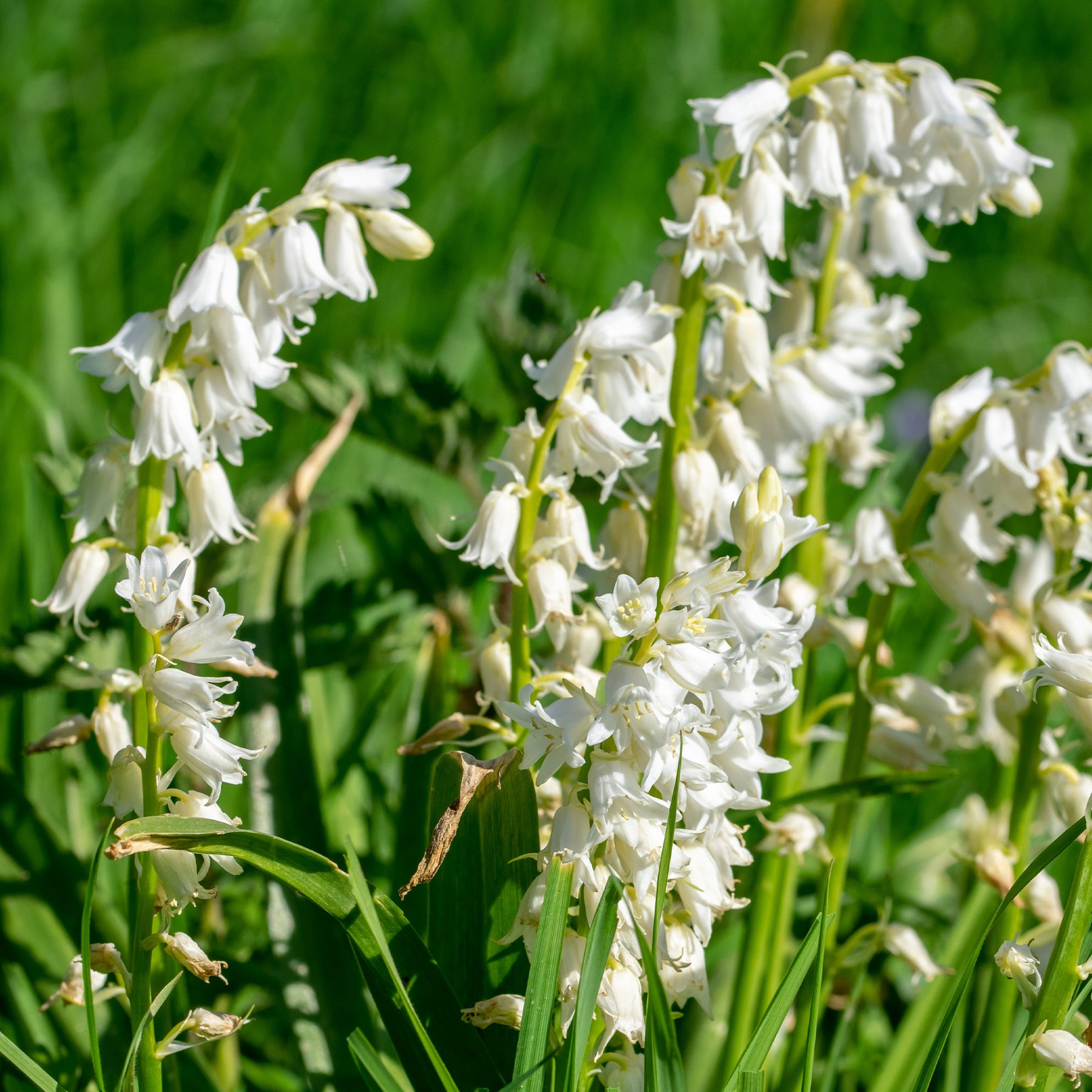 Hyacinthoides 'hispanica white' - 10 Jacinthes d'Espagne à fleurs blanches - Scille