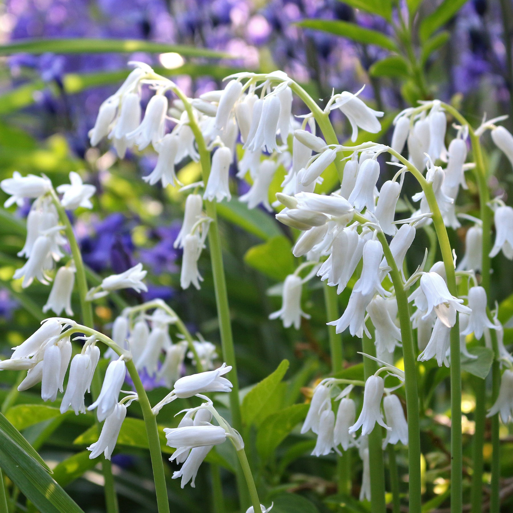 10 Jacinthes d'Espagne à fleurs blanches - Hyacinthoides 'hispanica white' - Willemse