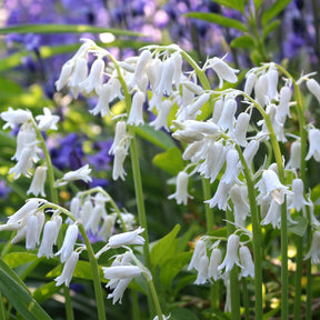 10 Jacinthes d'Espagne à fleurs blanches - Hyacinthoides 'hispanica white' - Willemse