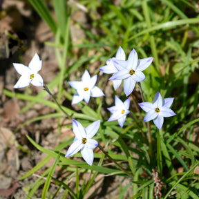 Vente 15 Etoiles de printemps Wisley Blue - Ipheion uniflorum 'wisley blue'