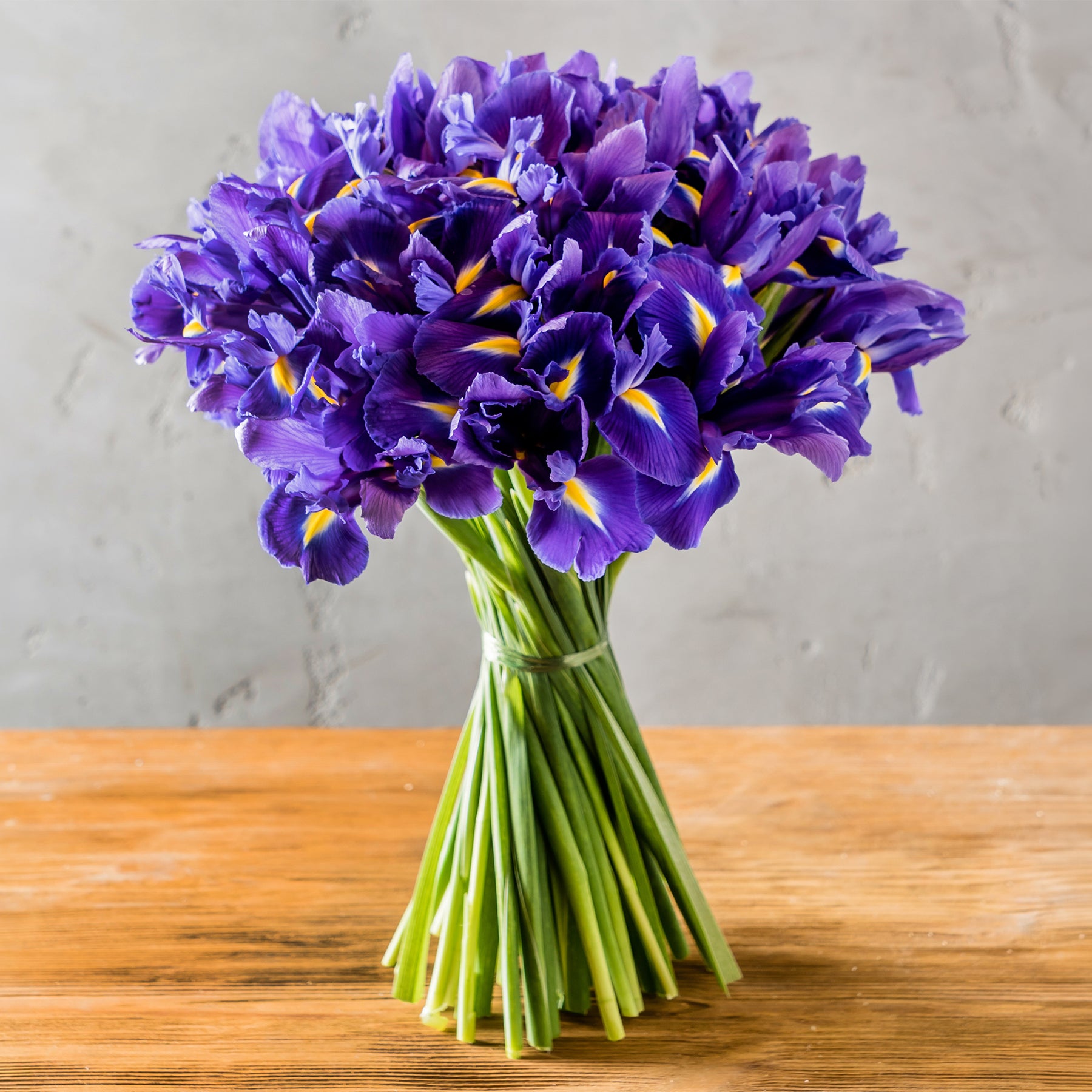 Iris de Hollande Purple Sensation - Iris 'Purple Sensation' - Willemse