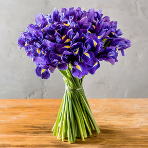 Iris de Hollande Purple Sensation - Iris 'Purple Sensation' - Willemse